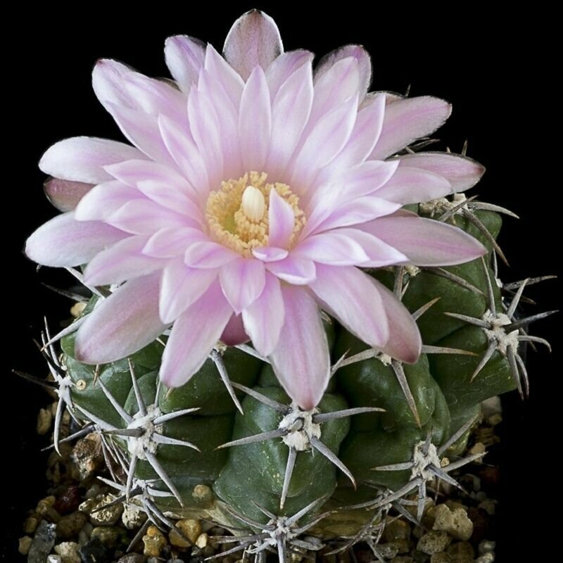 Кактус гимнокалициум ахирасенсе (Gymnocalycium Achirasense) семена