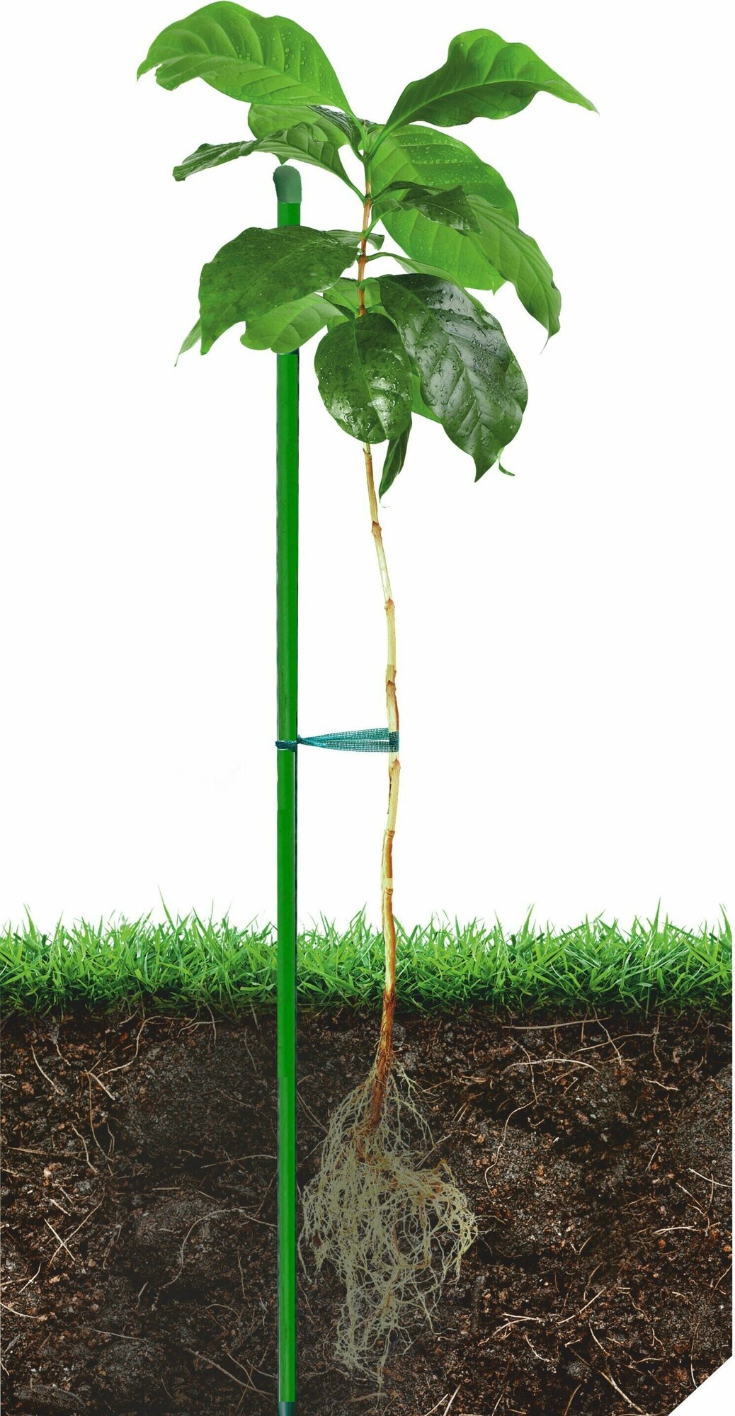 Опора в виде столбиков, для подвязки растений в огороде, 1,5м, 10шт. для поддержки растений, особенно молодых, в саду, парниках. Предупреждает повреждение стебля ветвистых культур, которое чревато потерей урожая.