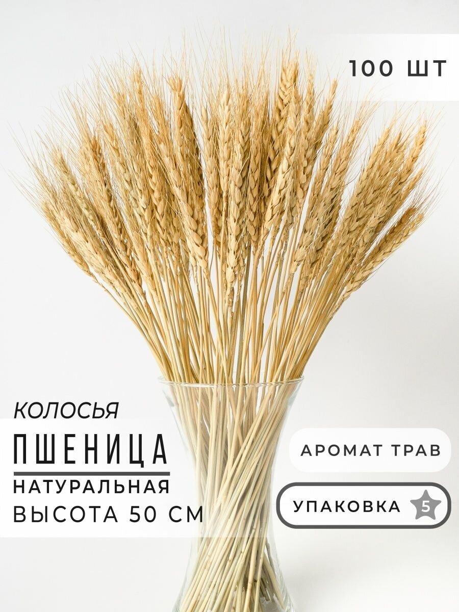 Натуральные Колосья Пшеницы 100шт Букет из сухоцветов ARANTA 270г 50см