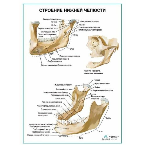 Строение нижней челюсти плакат глянцевая фотобумага от 200 г/кв. м, размер A2+