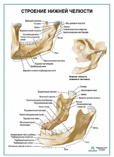 Строение нижней челюсти плакат матовый холст от 200 г/кв. м, размер A1+