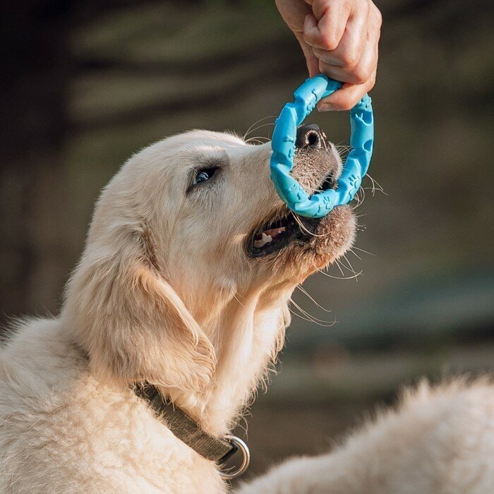 Игрушка жевательная для собак "Витое кольцо", 11,5 см, голубая - фотография № 9