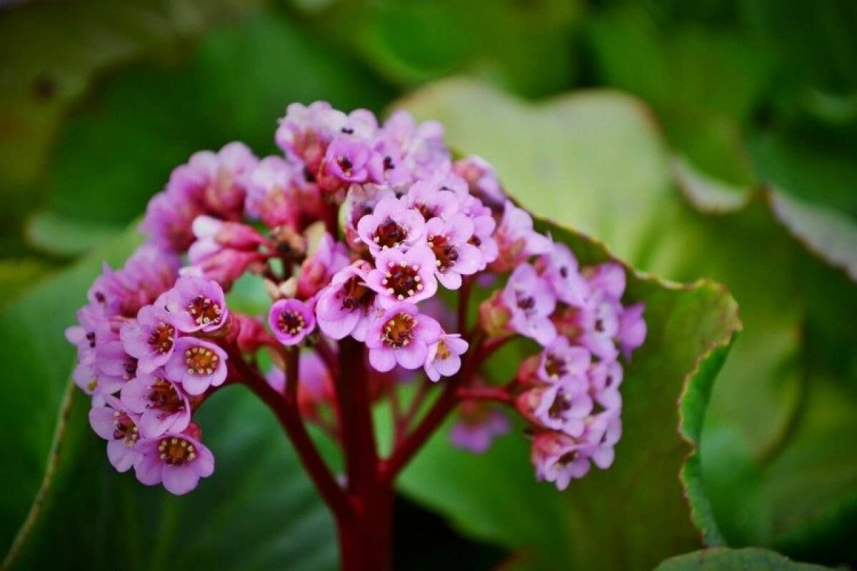 Бадан толстолистный (лат. Bergenia crassifolia) Семена 25шт + подарок