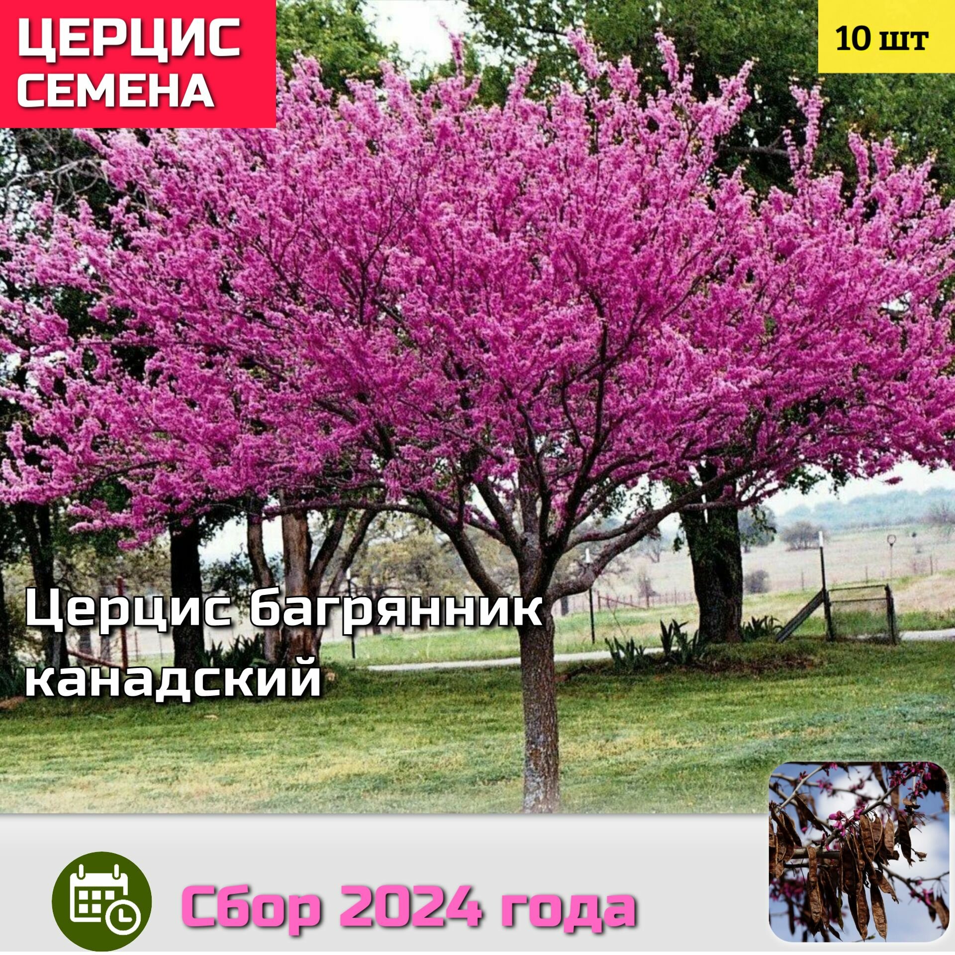 Церцис Багрянник Канадский Семена