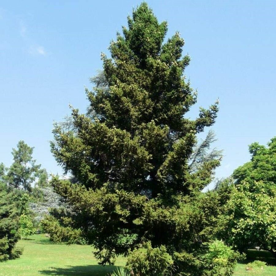 Семена Ель Вильсона (Picea wilsonii), 20 штук