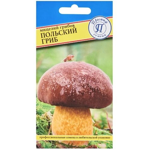 Мицелий грибов гриб Польский грибы польский гриб семена