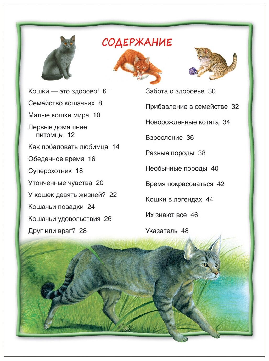 8 познавательных фактов о лапах кошек