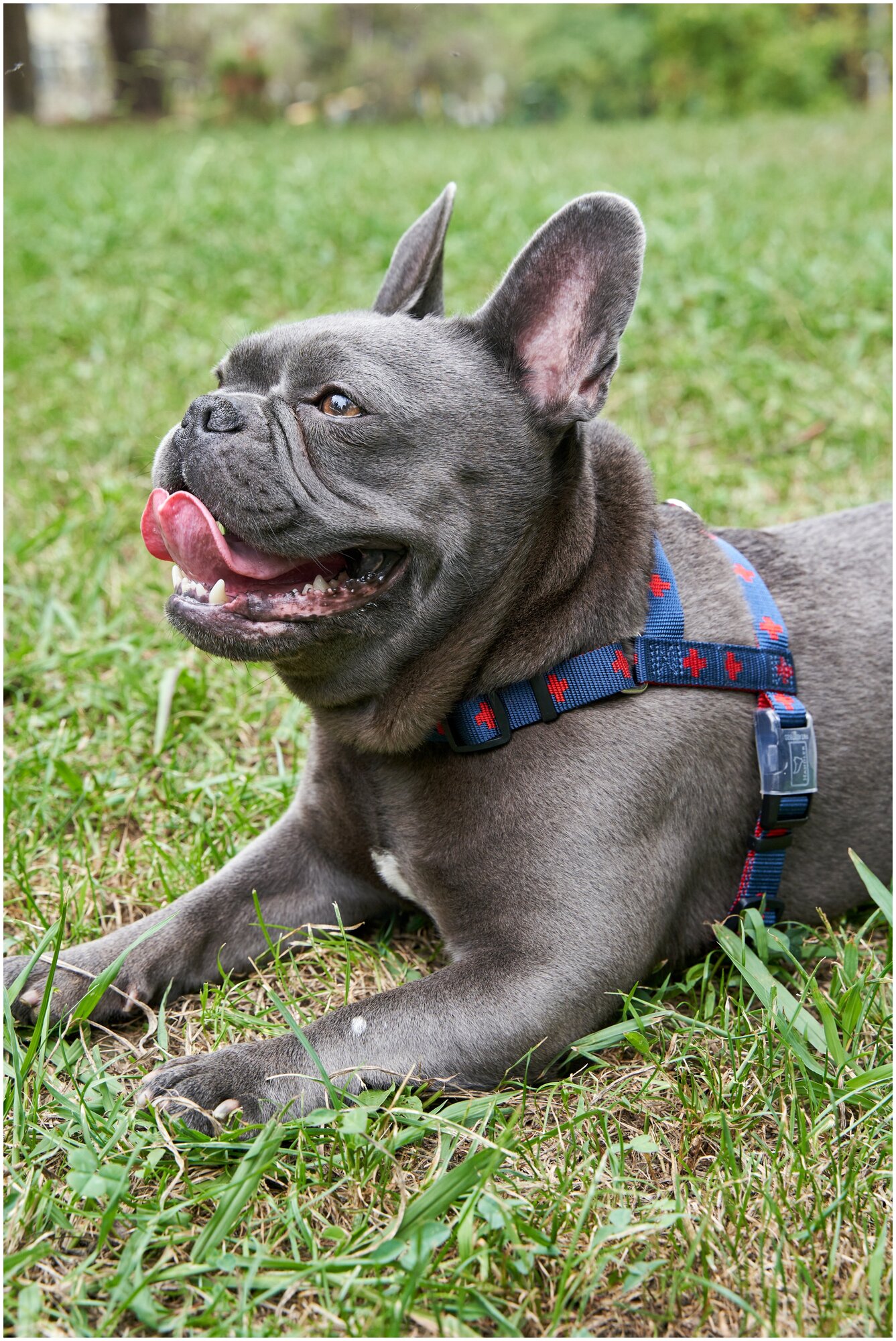 Шлейка для собак Japan Premium Pet эрго-анатомическая, серия DАISKI для особо сильных пород, цвет синий, размер L. - фотография № 3