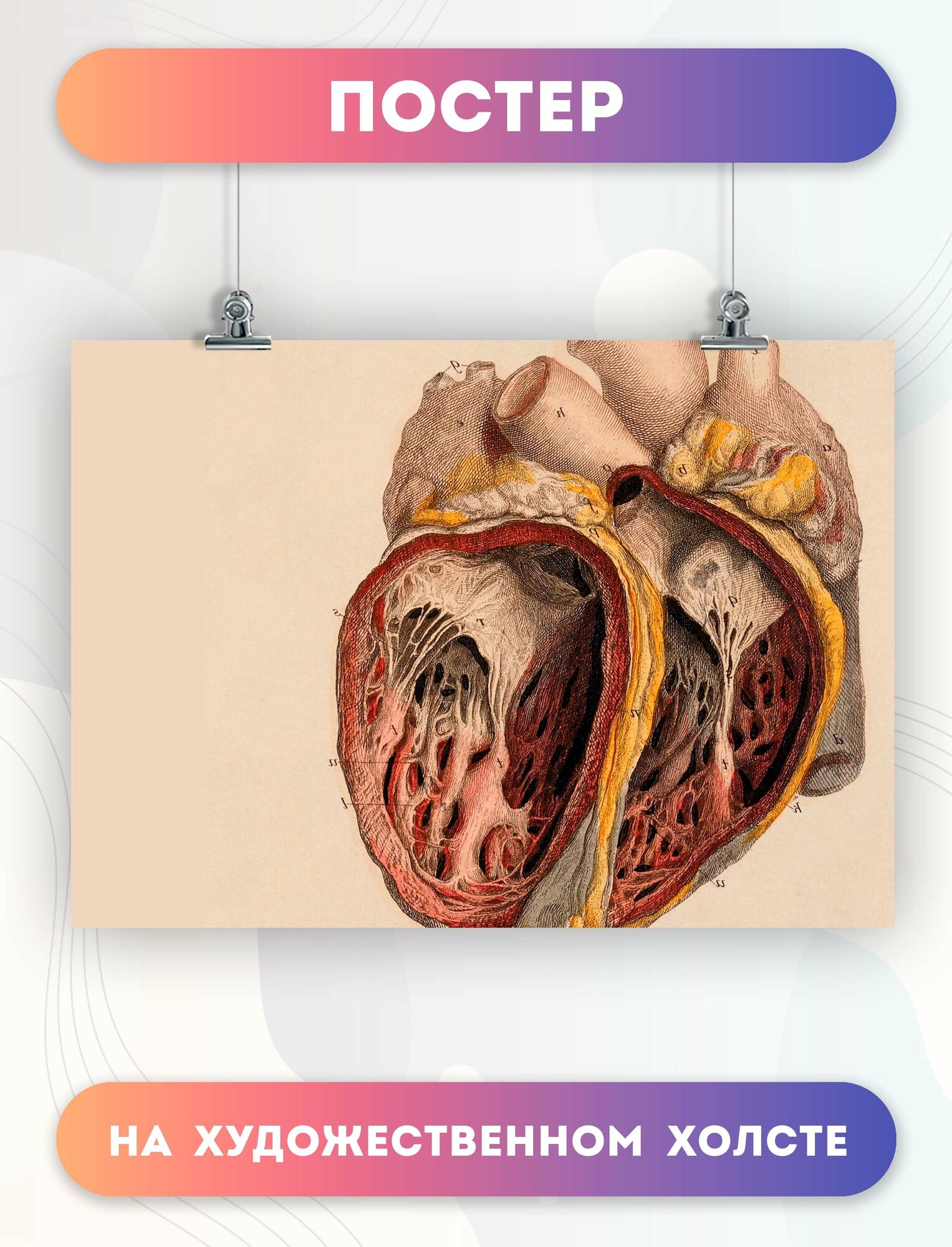 Постер на холсте анатомия сердца биология больница (1) 30х40 см