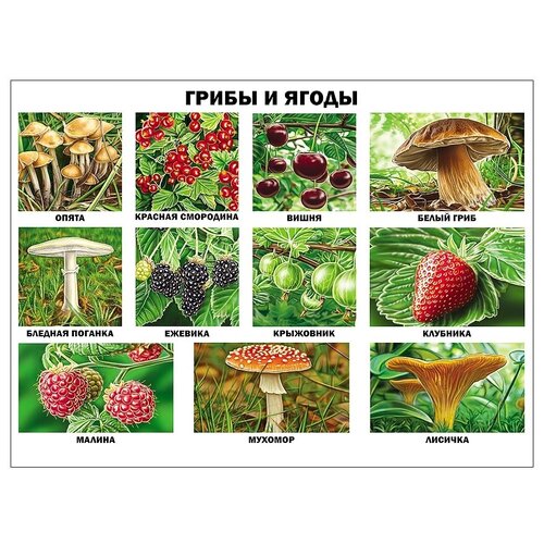 Плакат Проф-Пресс Грибы и ягоды плакат проф пресс грибы и ягоды