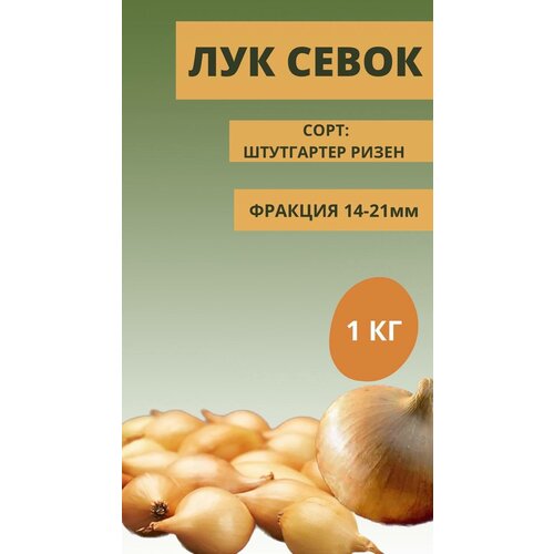 Лук севок 1кг