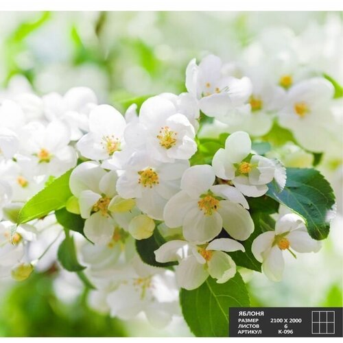 Фотообои К-096 Яблоня 6 листов 210 х 200 см 2154₽