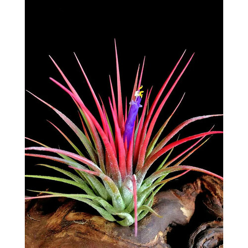 Тилландсия Ионата Ред 7см