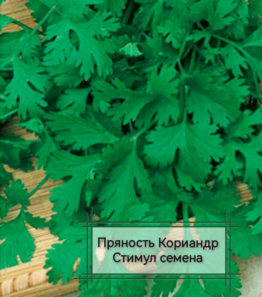 Семена кориандра "аэлита" "Стимул", овощные, высокопродуктивные, для зелени — фото 1