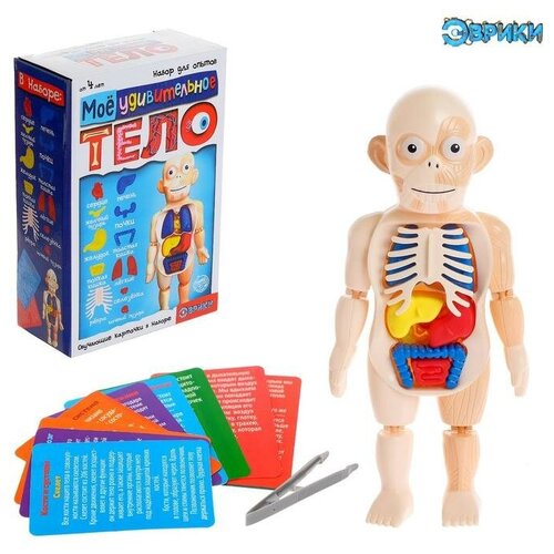 Набор для опытов «Мое удивительное тело» модель человеческого тела анатомическая кукла модель φ кукла с внутренними органы развивающая мягкая игрушка