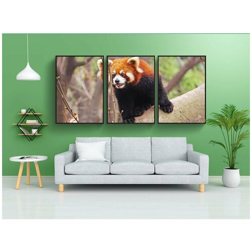 фото Набор модулных постеров для интерьера "милый, красные панды, сычуань" 60x90 см. в тубусе, без рамки lotsprints
