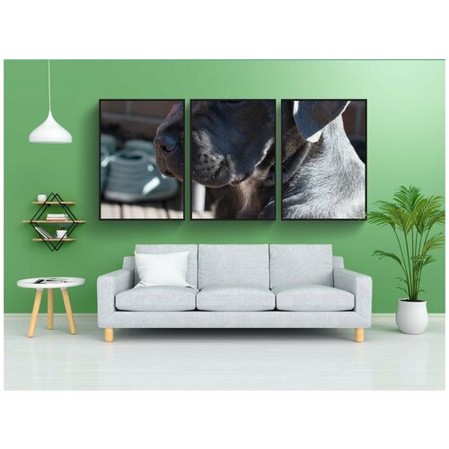 фото Набор модулных постеров для интерьера "собака, щенок, кане корсо" 60x90 см. в тубусе, без рамки lotsprints