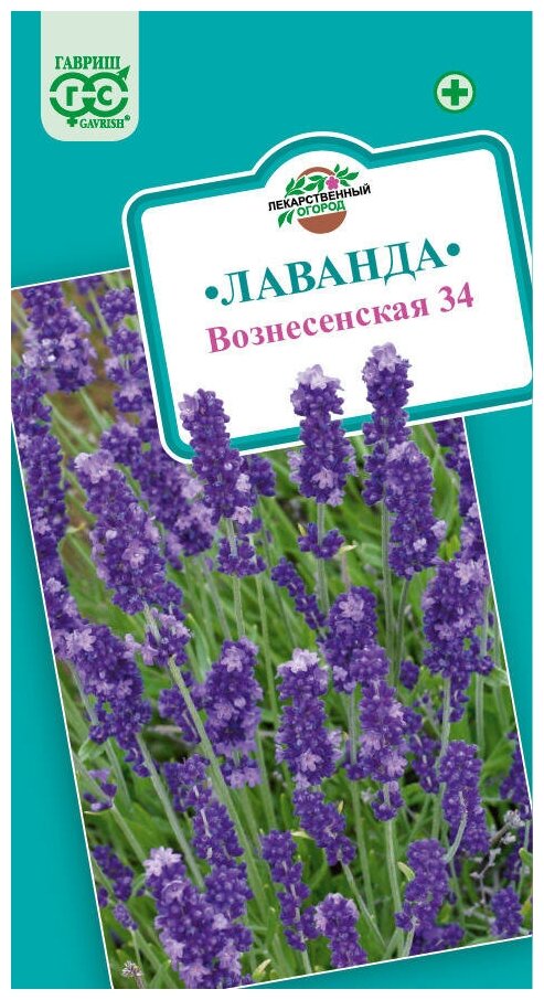 Лаванда узколистная Вознесенская 34 (005 г) 2 пакета