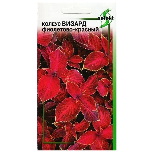 Колеус Визард, фиолетово-красный, 15 семян колеус танец радуги семена цветы