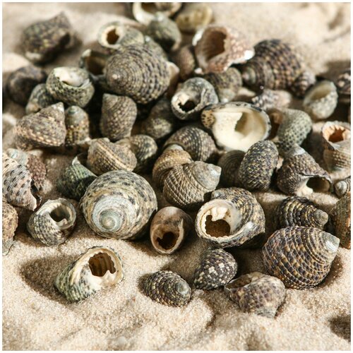 фото Набор ракушек литторария, 100 г пижон aqua