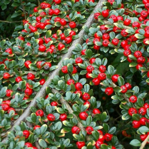 Кизильник иволистный (лат. Cotoneaster salicifolius Franch.) - Свежие семена 10шт + подарочек