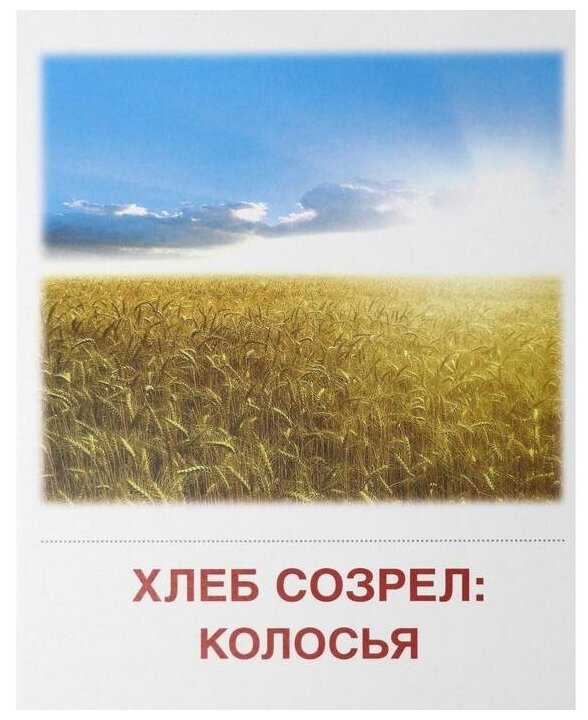 Демонстрационные картинки "Хлеб всему голова" (16 картинок) - фото №4