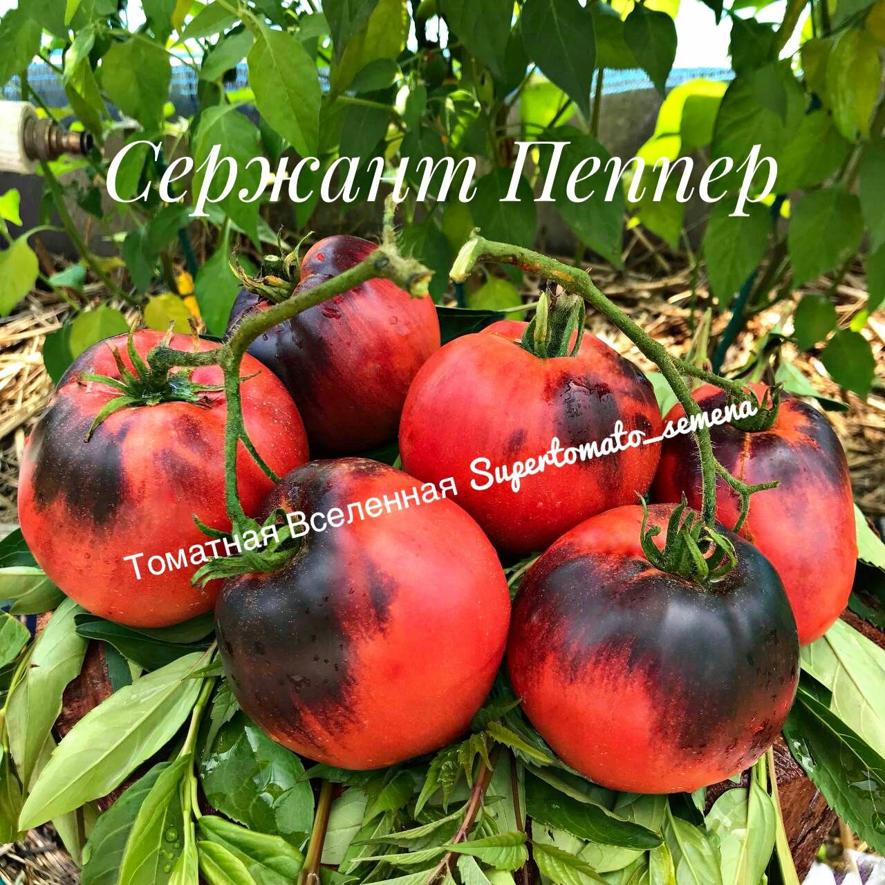 Сержант Пеппер. Семена томатов. 10 шт