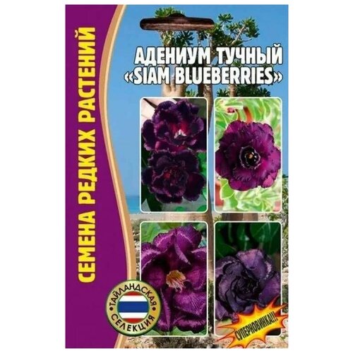 Адениум тучный Siam blueberries 3 (сем) редкие семена адениум siam blueberries 3 семени х 1 упаковка семена редких растений