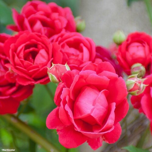 Роза плетистая Пауль Скарлет Клайминг роза плетистая агрофирма поиск сорт клайминг блю мун