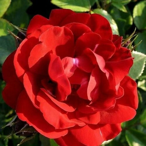 Роза канадская парковая Чамплейн роза тереза багнет канадская парковая