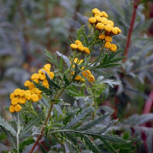 Пижма обыкновенная (лат. Tanacetum vulgare) семена 500 шт + подарочек