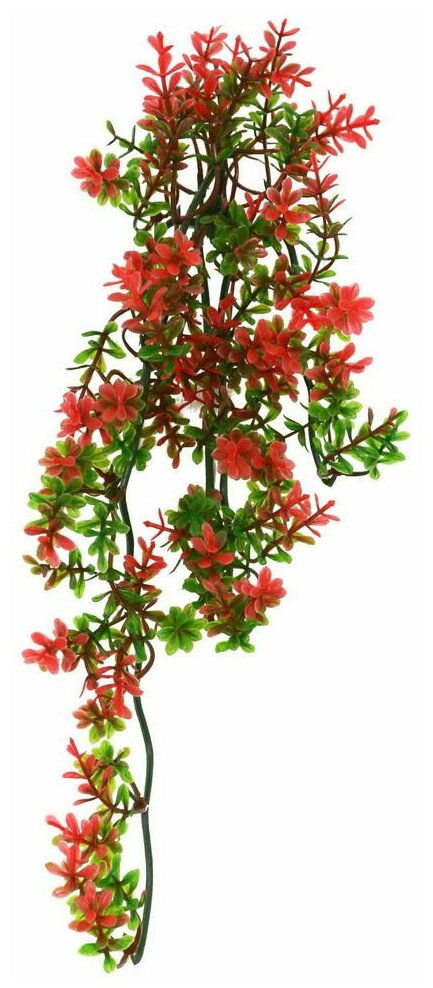 Декоративное растение для террариумов LUCKY REPTILE "Turtle Plant Ludwigia", 40см (Германия)