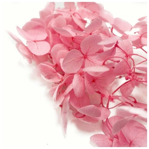 Стабилизированные цветы Гортензии (розовые), Epoxy Master
