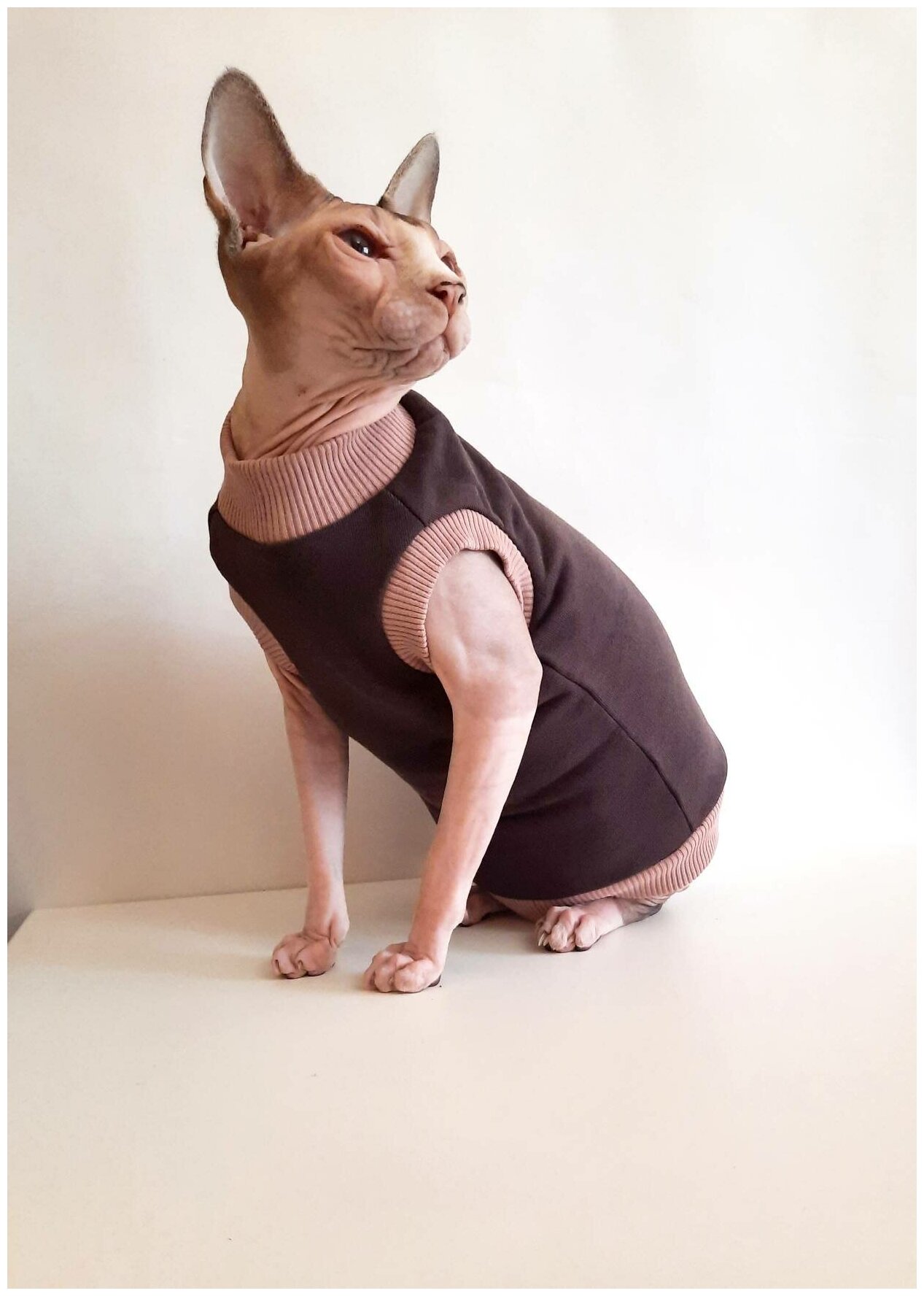 Свитшот для кошек, размер 35 (длина спины 35см), цвет шоколад+беж / толстовка свитшот свитер для кошек сфинкс / одежда для животных - фотография № 3