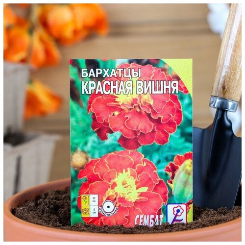 Семена цветов Бархатцы Красная вишня, О, 0,2 г семена цветов бархатцы красная вишня о 0 2 г 4 упак