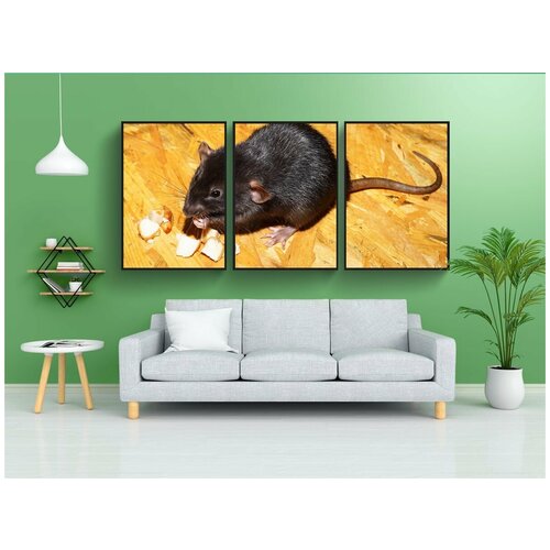 фото Набор модулных постеров для интерьера "крыса, цветная крыса, чернить" 60x90 см. в тубусе, без рамки lotsprints