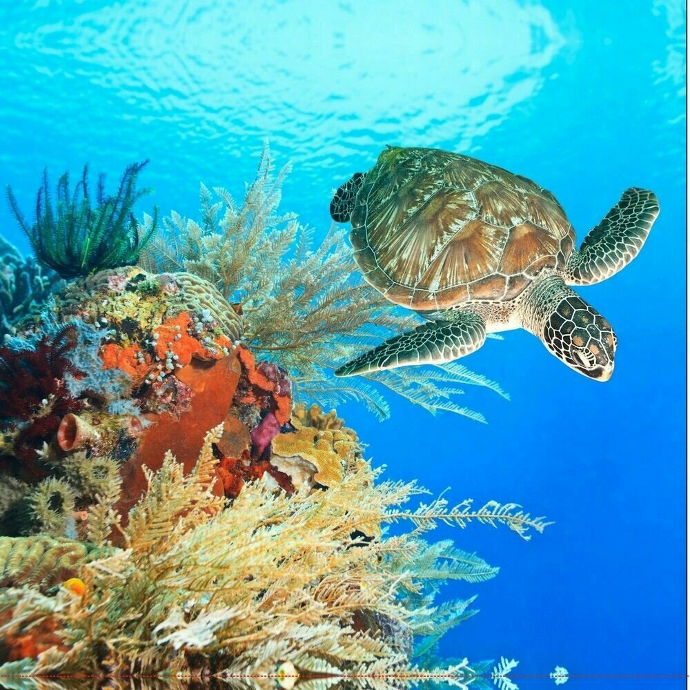 Шторка в ванную комнату BRIMIX 02-10 фотопечать гигантская черепаха 180x200