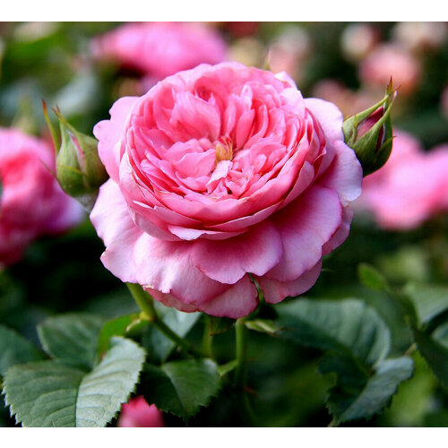 роза шанталь мерье парковая 1 саженец Саженец роза шраб Шанталь Мерьё