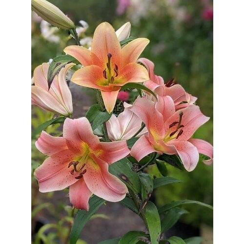 Лилии Зельмира 3 шт. / Zelmira