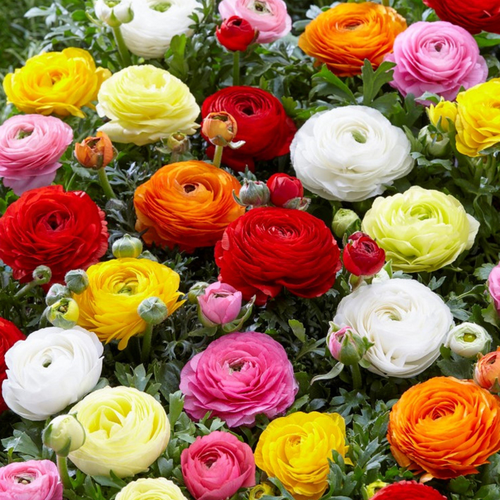 Луковицы Ранункулюс MIX 10 шт 449₽