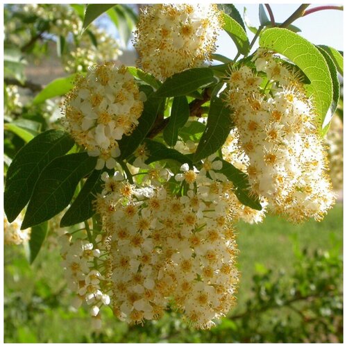 Семена Орешка Черемуха виргинская 10 шт. черемуха виргинская лат prunus virginiana семена 10шт