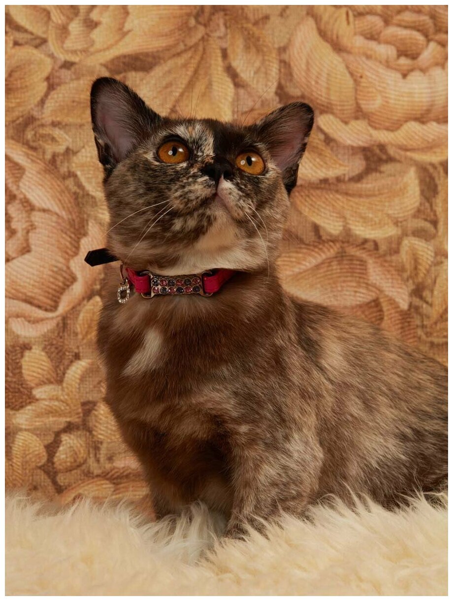 Безопасный ошейник для кошек Japan Premium Pet "алмазные подвески", размер 3S, розовый - фотография № 3