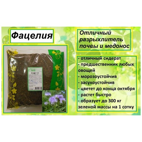 Фацелия 0,5 кг медонос ЗелУ - 2 шт