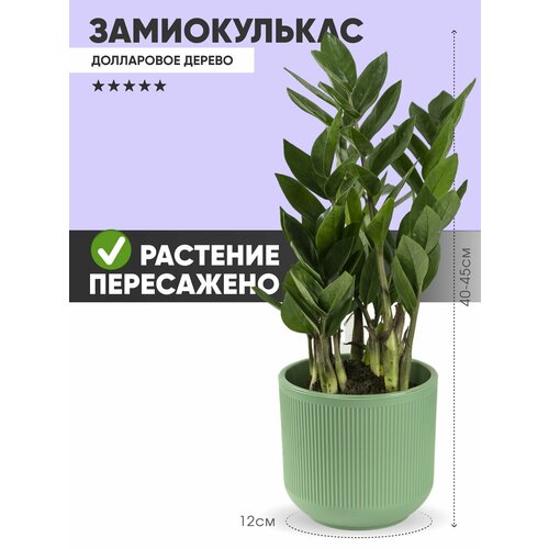 Растение Замиокулькас пересаженный в кашпо, высота композиции 30 см