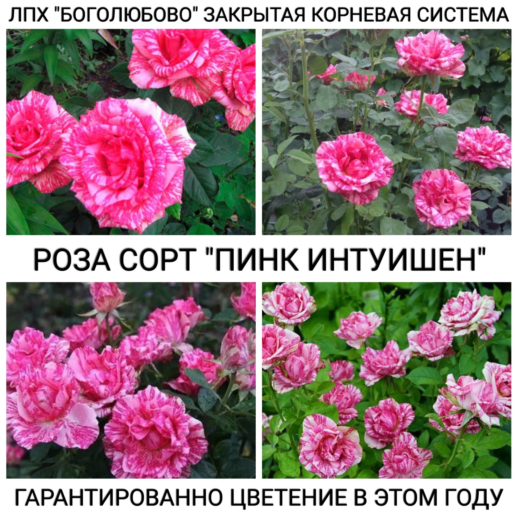 Саженец розы 