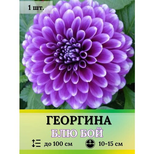 Георгина Блю бой клубень 1шт.