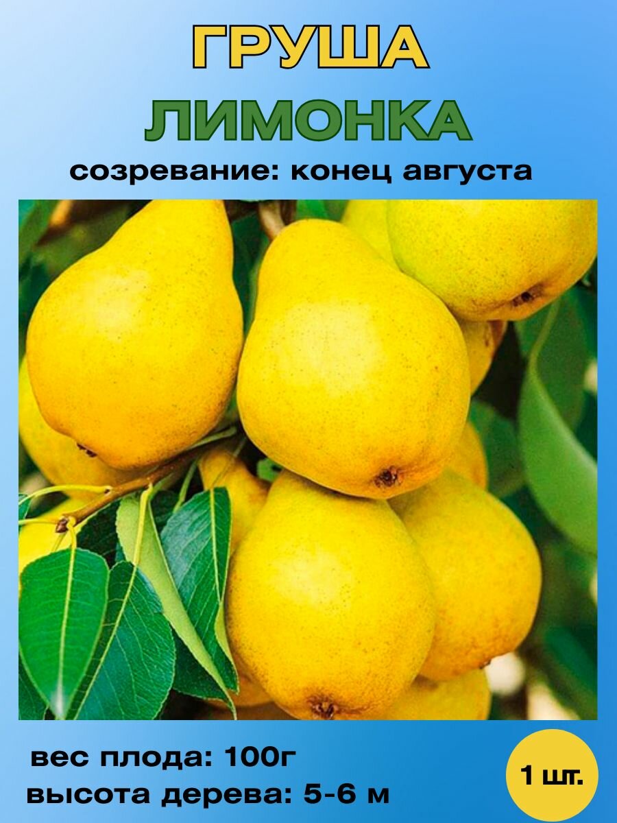 Груша саженец Лимонка
