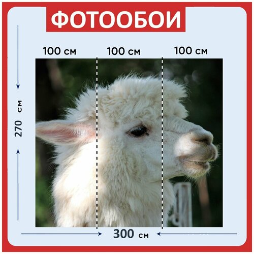 Фотообои Альпака белый глаз 300x270 см флизелиновыена стену 3970₽
