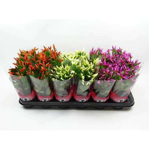 Растение Рипсалидопсис микс D9 см H15 см 699₽