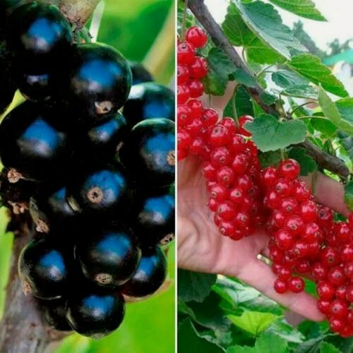 Изображение товара Комплект "Классика вкусов" из 2 сортов / морозостойкий, высокоурожайный